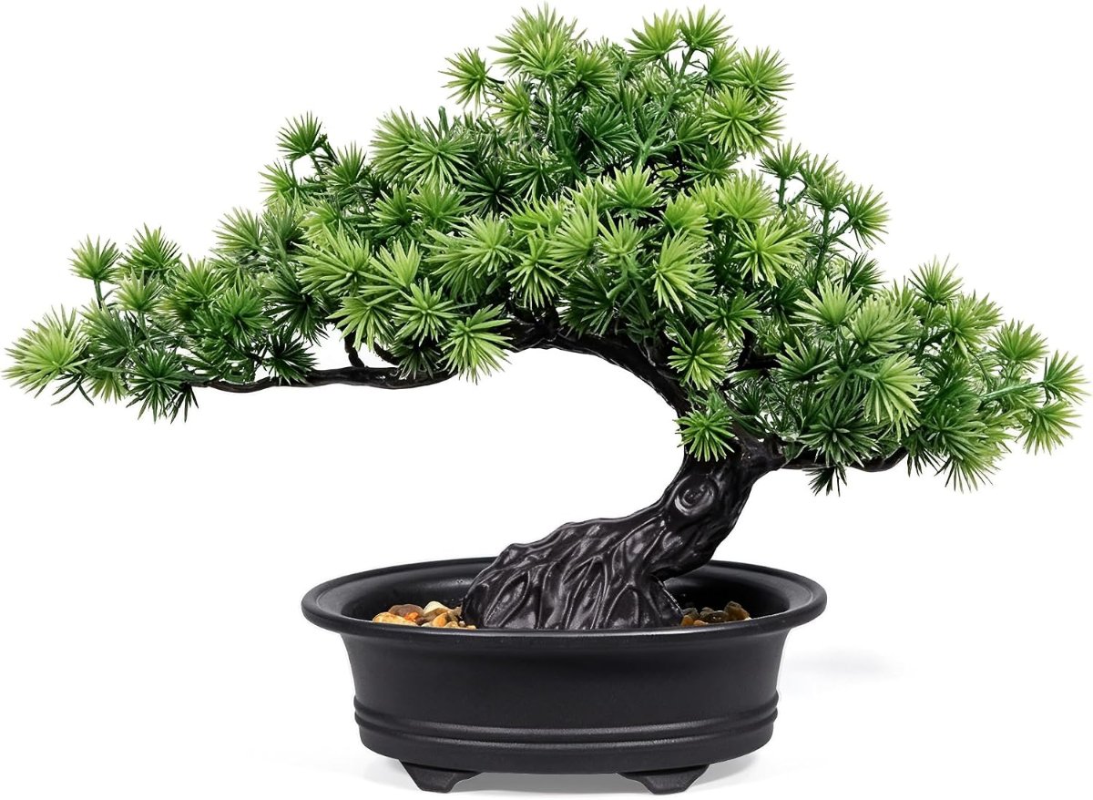 Small Bonsai Kit